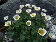 44 43 Ranuncolo alpestre (Ranunculus alpestris)